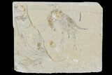 Cretaceous Fossil Shrimp - Lebanon #107461-1